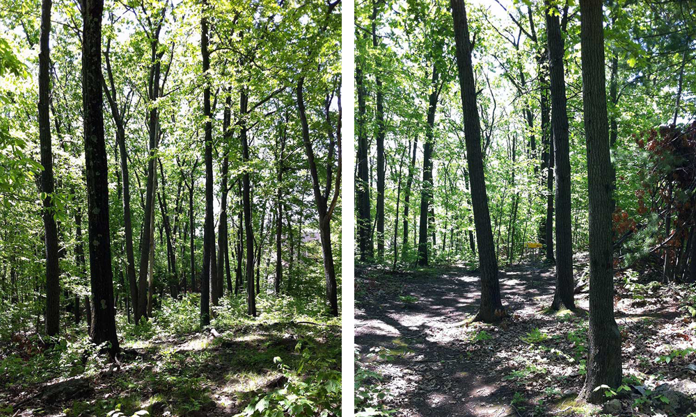 Hole sixteen on the disc golf course at HCC